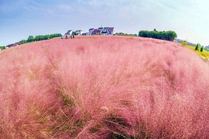Đồi cỏ Hồng Hàn Quốc trong sắc thu