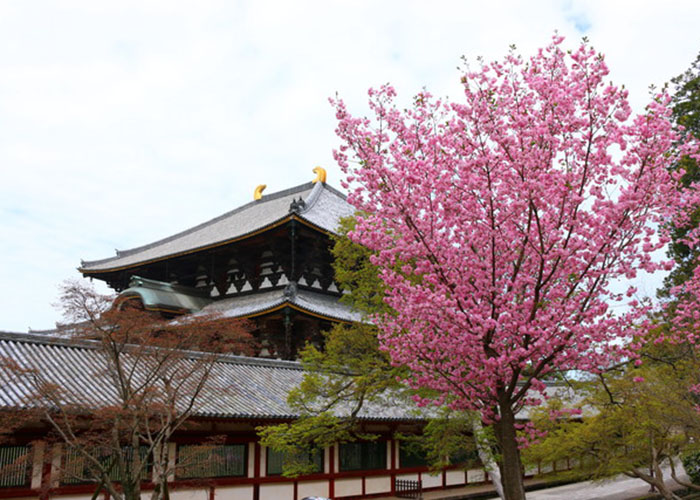 khám phá ngôi chùa todaiji với kiến trúc độc đáo, khám phá ngôi chùa todaiji với kiến trúc độc đáo
