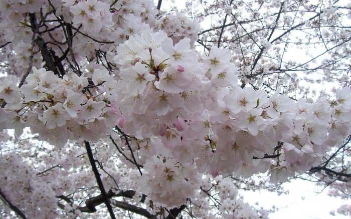 Du xuân Hàn Quốc mùa hoa anh Đào