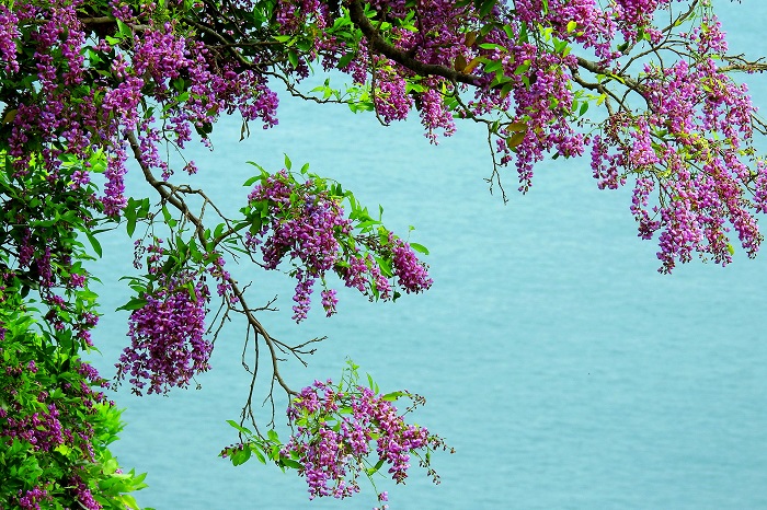 Lên Sơn Trà ngắm hoa và biển đảo