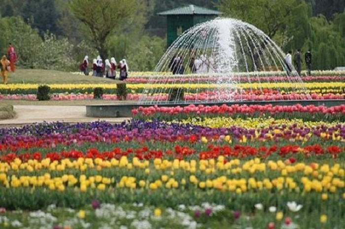 Chiêm ngưỡng vẻ đẹp của vườn hoa tulip lớn nhất châu Á