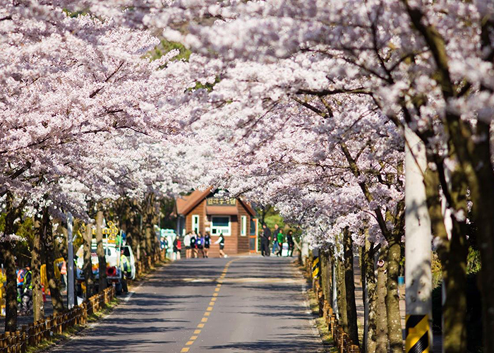 Những lý do bạn sẽ phải ghé qua Jeju một lần trong đời