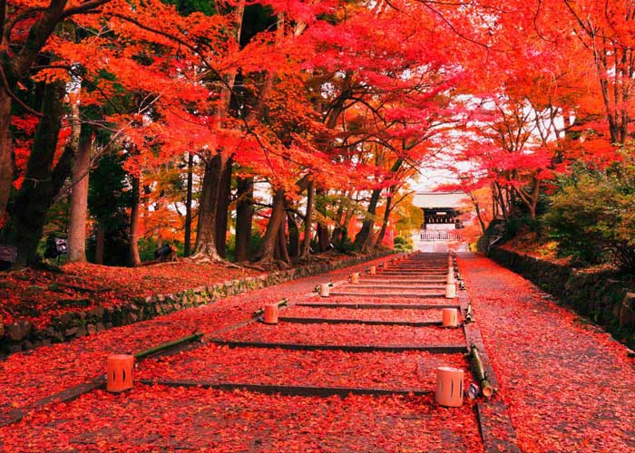 Những điểm đến vô cùng lãng mạn vào mùa thu nước Nhật