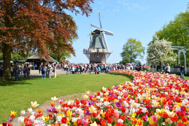 Rực rỡ Lễ hội Hoa Tulip Hà Lan
