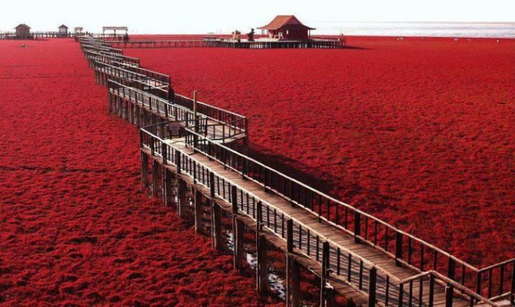 bãi biển đỏ panjin trung quốc mùa thu, bãi biển đỏ panjin trung quốc mùa thu