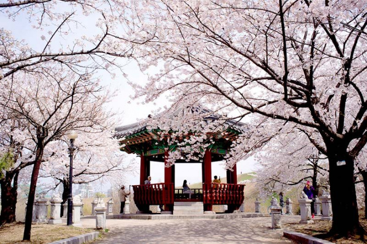 Mùa Xuân Hàn Quốc từ tháng mấy