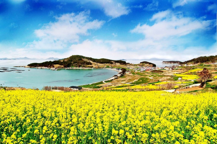 Du lịch đảo Cheongsando Hàn Quốc mùa nào đẹp
