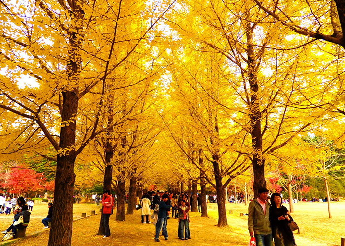 Những điểm đến tuyệt vời cho mùa thu Hàn Quốc