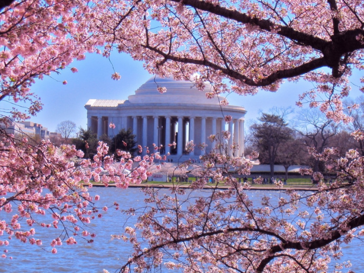 Chiêm ngưỡng vẻ đẹp mùa hoa anh đào nở rộ tại Washington