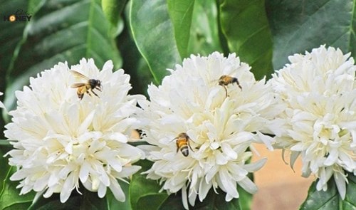 10 bí mật đằng sau và câu hỏi mật ong hoa cà phê có màu gì?