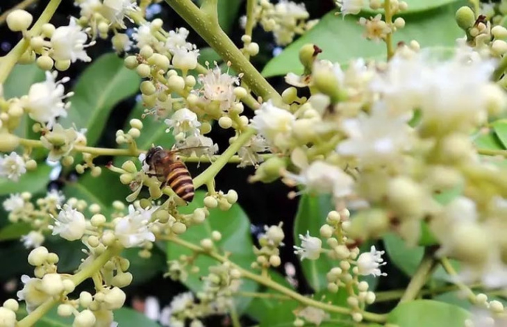 15 câu trả lời chân thực về mật ong nhãn có tác dụng gì?