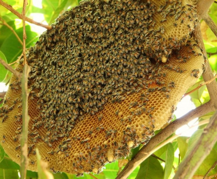 top 10 câu hỏi về mật ong sủi bọt mà bạn đang thắc mắc