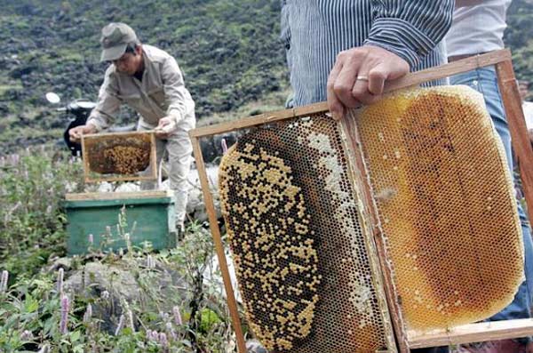top 10 câu hỏi về mật ong sủi bọt mà bạn đang thắc mắc