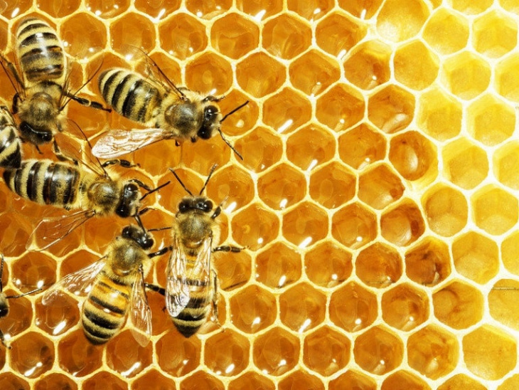 top 15 tác dụng của mật ong mà có thể bạn chưa biết?