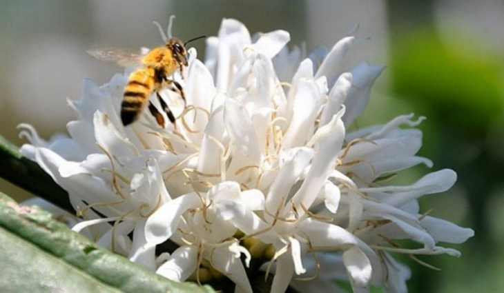 mật ong hoa cà phê là gì và ở đâu cùng 10 điều sự thật đằng sau
