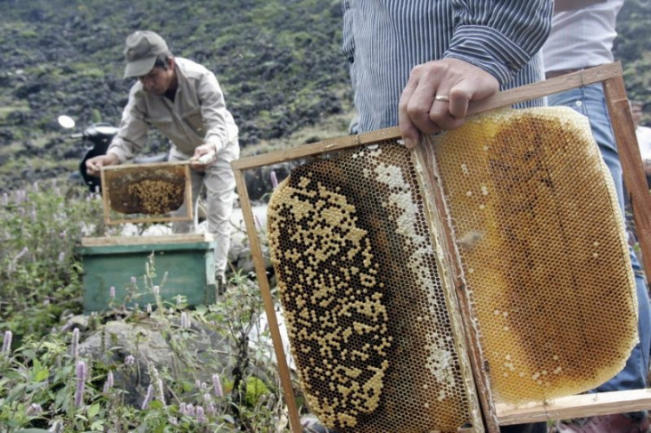 10 bí mật chỉ mới bật bí về mật ong bạc hà bao nhiêu tiền 1 lít?