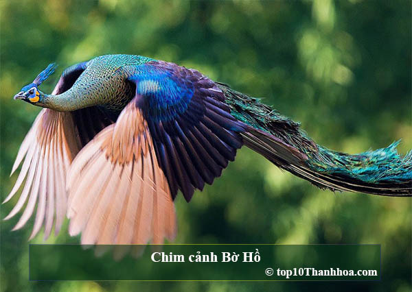 top 10 cửa hàng chim cảnh cung cấp giống uy tín tại thanh hóa