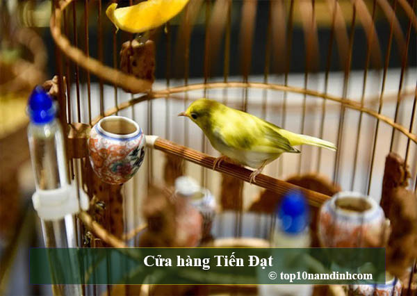 Top địa chỉ những cửa hàng chim cảnh tại Nam Định