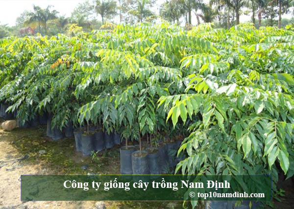 Top những địa chỉ trung tâm cung cấp giống cây trồng tại Nam Định
