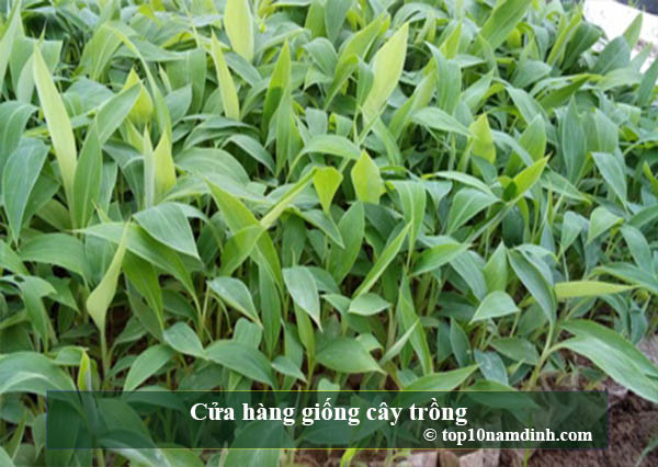 top những địa chỉ trung tâm cung cấp giống cây trồng tại nam định