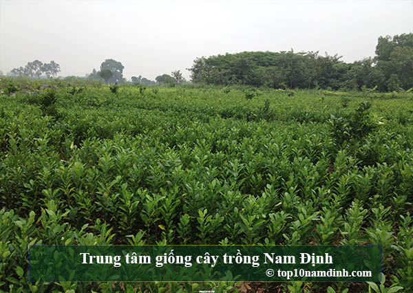 top những địa chỉ trung tâm cung cấp giống cây trồng tại nam định