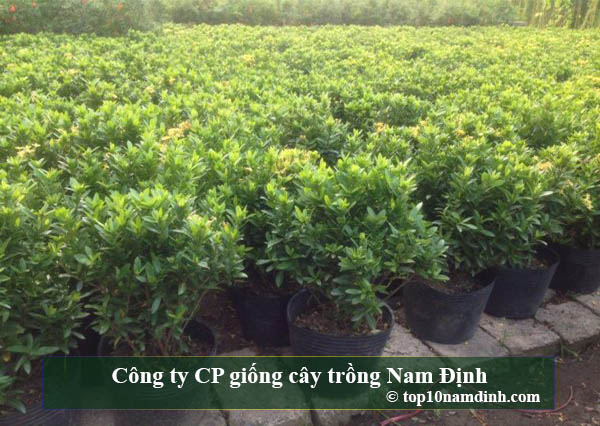 top những địa chỉ trung tâm cung cấp giống cây trồng tại nam định