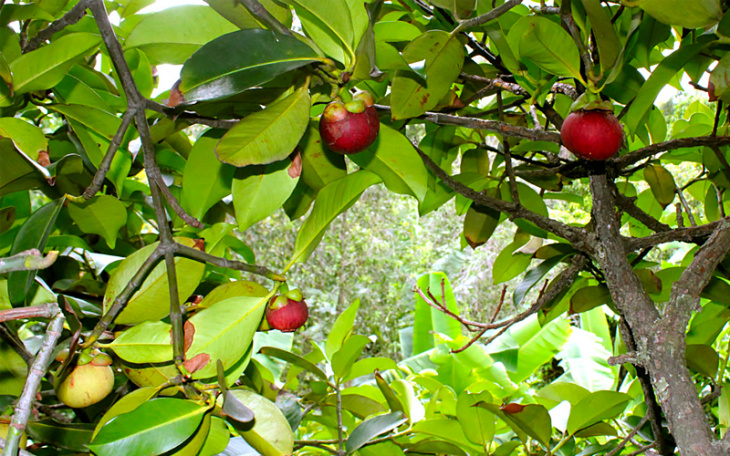 Vườn cây ăn trái Lái Thiêu, Bình Dương: du lịch vựa trái cây
