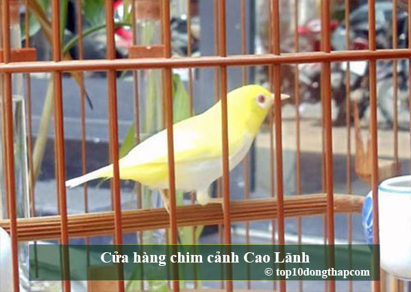 Top cửa hàng chim cảnh thành phố Cao Lãnh, Đồng Tháp
