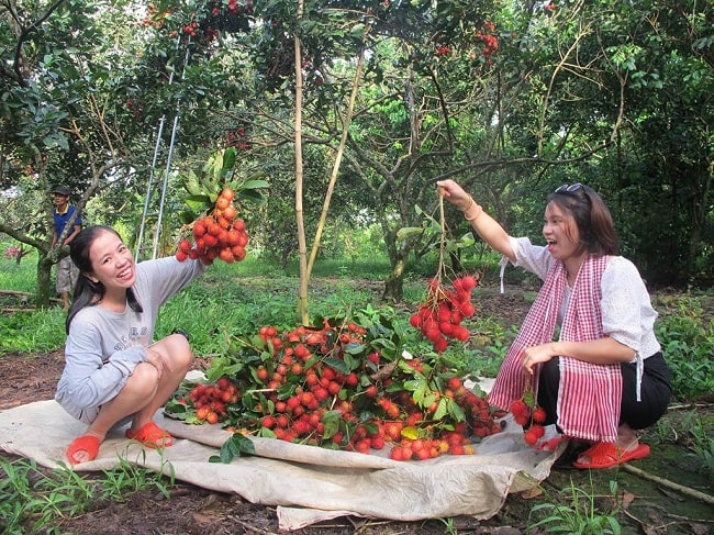 Bật mí top 10 địa chỉ vườn trái cây – Vườn chôm chôm ở Đồng Tháp