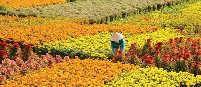 làng hoa tân quy đông, top 10 lý do làm nên làng hoa tân quy đông nổi tiếng