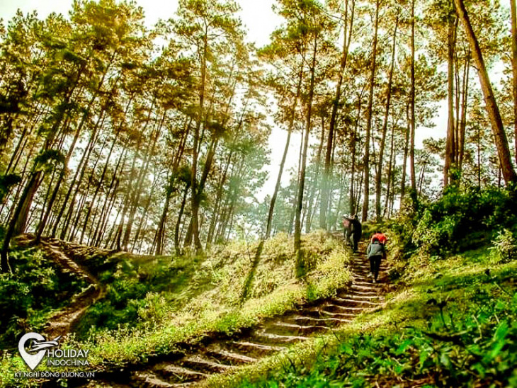 lang thang chìm đắm giữa rừng thông yên minh