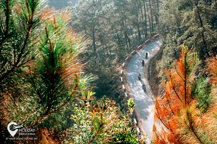 Rừng thông Yên Minh – một Đà Lạt giữa núi rừng Hà Giang