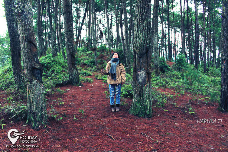 rừng thông yên minh – một đà lạt giữa núi rừng hà giang