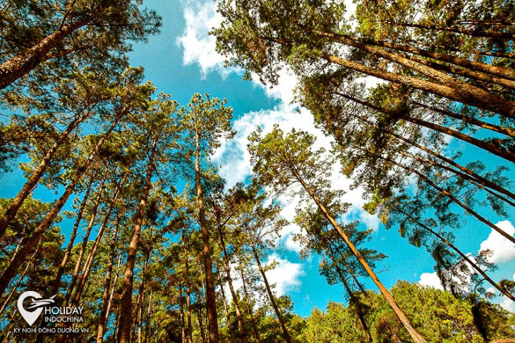 rừng thông yên minh hút khách du lịch hà giang 4/2022 ra sao