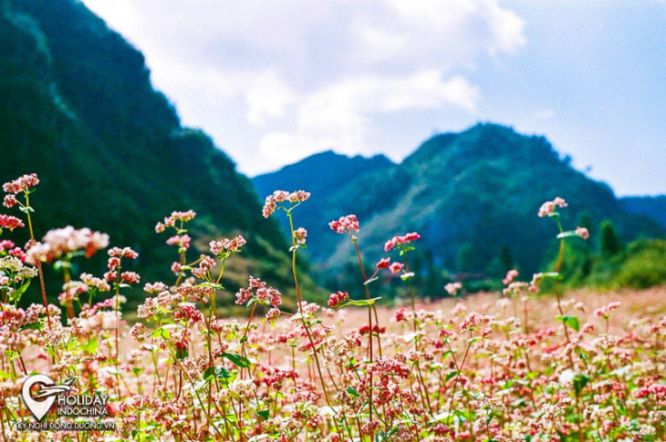 Đến Hà Giang ngắm vẻ đẹp thuần khiết của hoa tam giác mạch