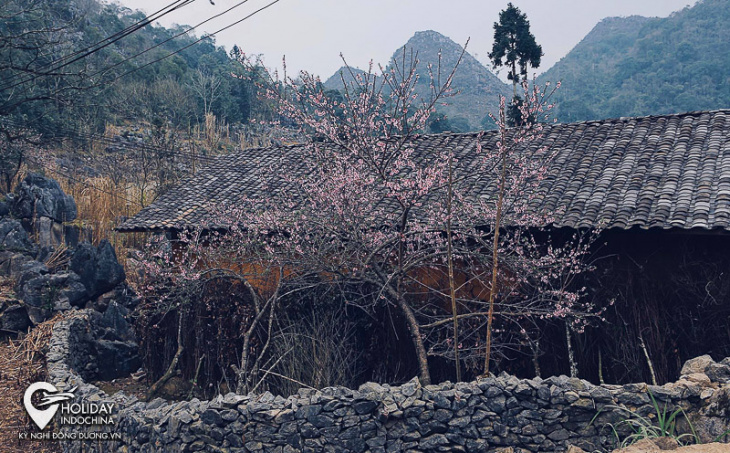 mùa xuân hà giang - mùa để thưởng hoa, thưởng cảnh