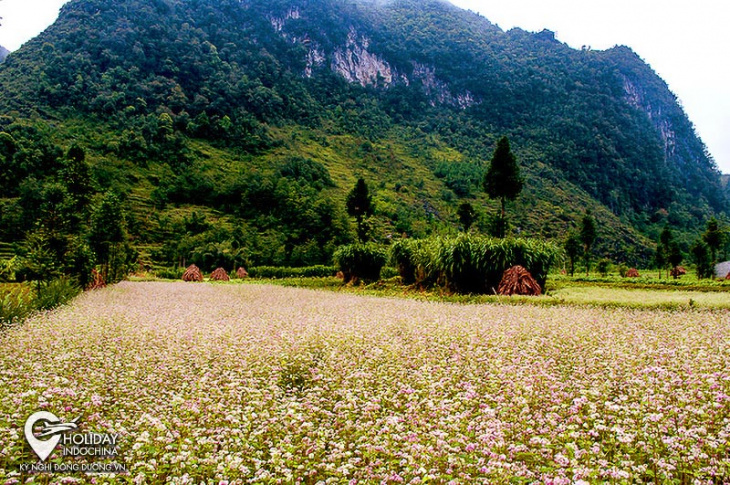Sủng Là - Bông hoa rực rỡ của núi rừng Hà Giang
