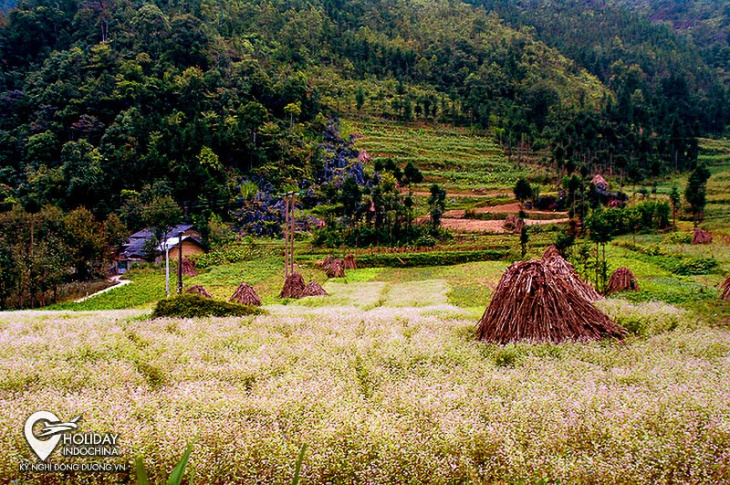 du lịch hà giang tới ‘thung lũng mộng mơ’ sủng là