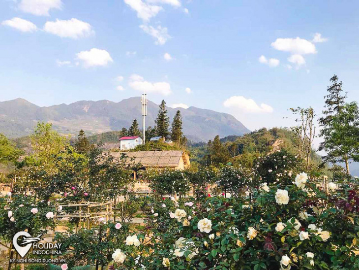 thung lũng hoa hồng sapa – miền cổ tích giữa núi rừng