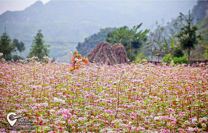 hà giang bốn mùa hoa rực rỡ