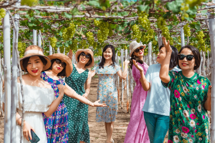 Hấp dẫn khi tham quan làng nho Thái An Ninh Thuận 