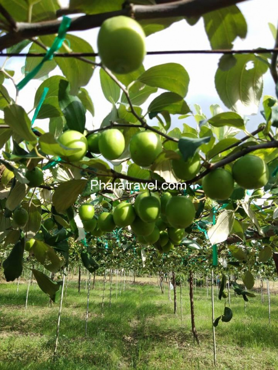 Táo xanh Ninh Thuận: Kinh nghiệm tham quan vườn táo, mua làm quà