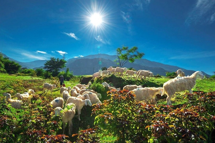 kinh nghiệm du lịch đồng cừu ninh thuận: đồng cừu an hòa và sơn hải