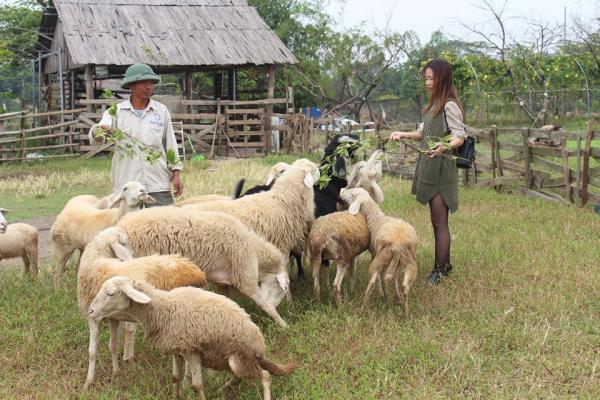 kinh nghiệm du lịch đồng cừu ninh thuận: đồng cừu an hòa và sơn hải
