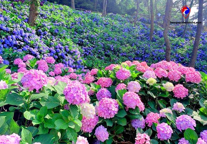 check-in vườn hoa cẩm tú cầu đẹp nhất hòn đảo geoje
