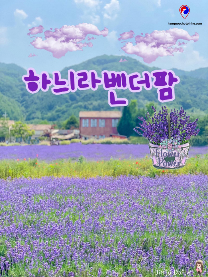 hani lavender farm trang trại lavender lớn và đẹp nhất hàn quốc