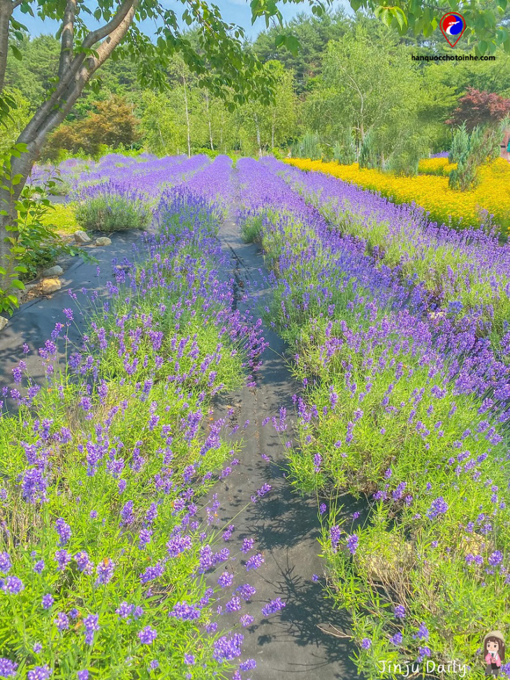 hani lavender farm trang trại lavender lớn và đẹp nhất hàn quốc