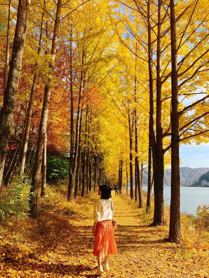 Đảo Nami mùa thu điểm đến lãng mạn bậc nhất Hàn Quốc