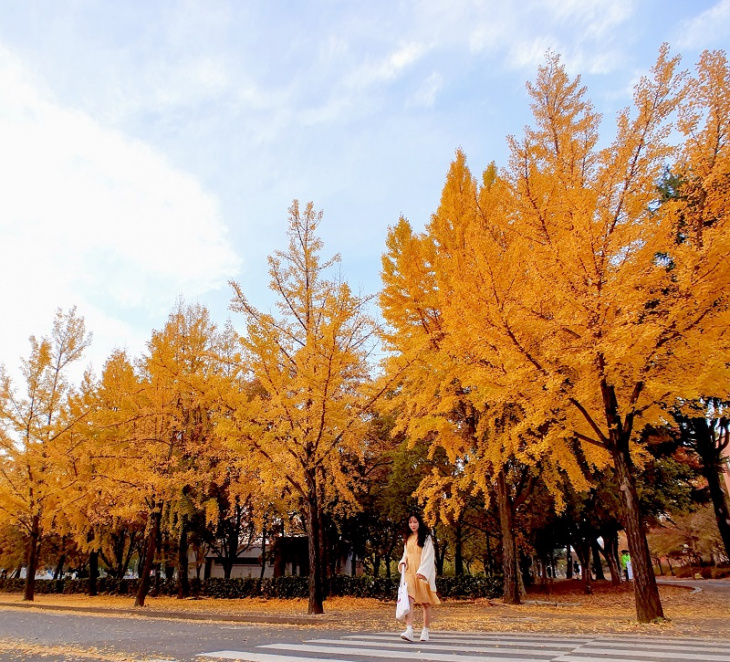 khung cảnh mùa thu tại đại học yeungnam trường top 1 visa thẳng