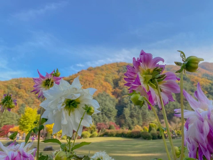 morning calm khu vườn cổ tích rực rỡ sắc màu tại gayeong